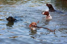 Swimming Dogs