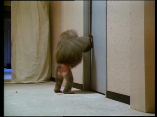 "Hey can I get some cream?"