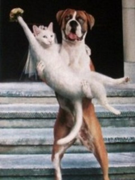 dog cat wedding