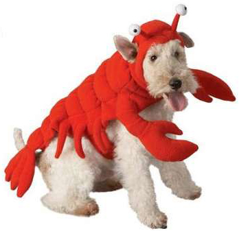 Lobster-Dog-Costume1
