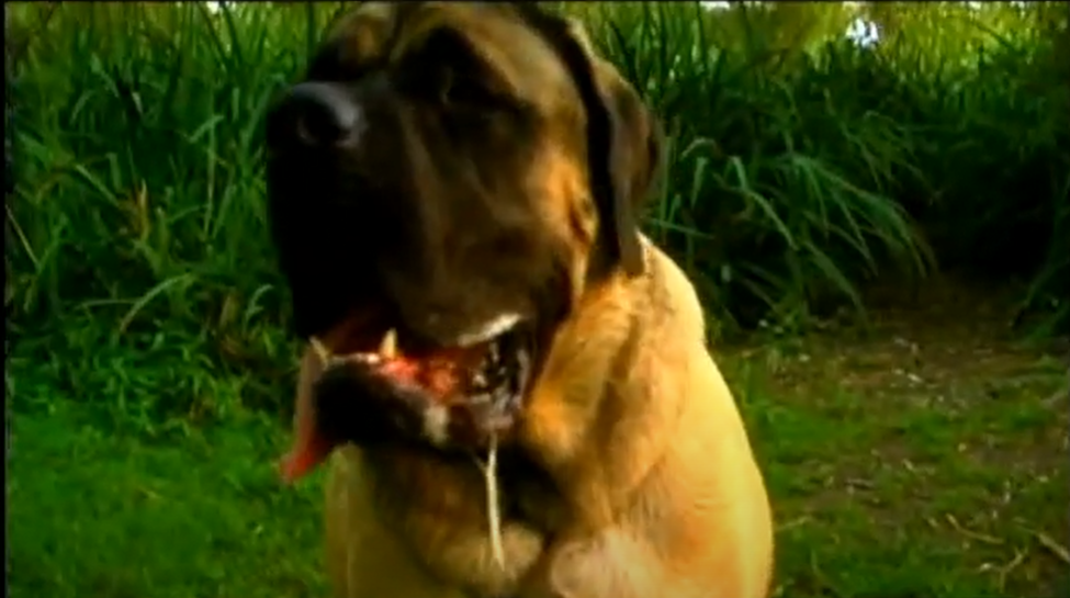 intercessor hellhound